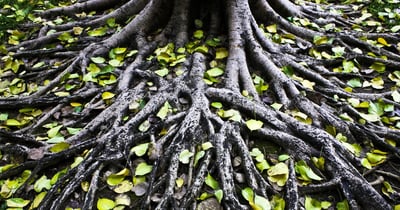 Tree roots