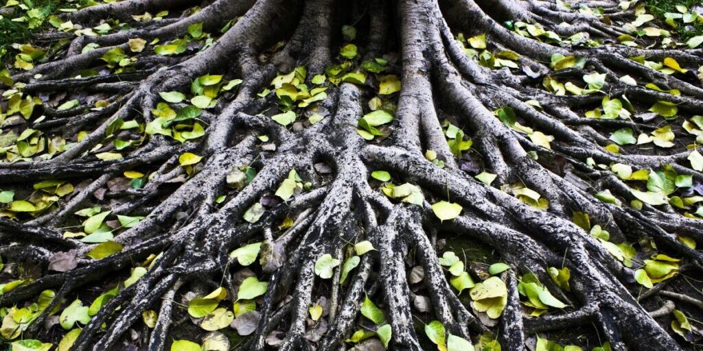 Tree roots